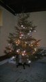 Nasvícení vánočního stromu v MŠ