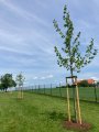 Revitalizace stromové aleje na zahradě MŠ