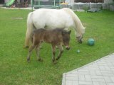 Děti z MŠ Hlavatce vítají na svět hříbátka